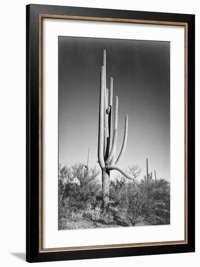 Full view of cactus and surrounding shrubs, In Saguaro National Monument, Arizona, ca. 1941-1942-Ansel Adams-Framed Art Print