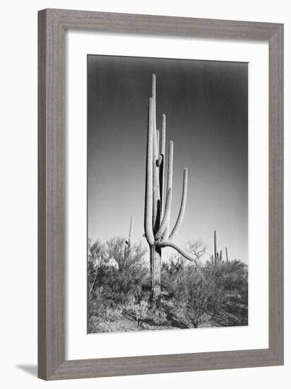 Full view of cactus and surrounding shrubs, In Saguaro National Monument, Arizona, ca. 1941-1942-Ansel Adams-Framed Art Print