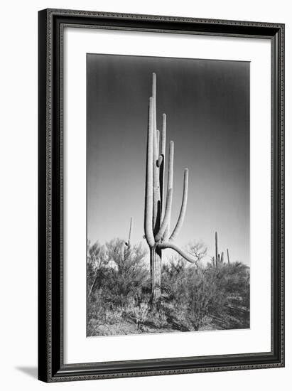 Full view of cactus and surrounding shrubs, In Saguaro National Monument, Arizona, ca. 1941-1942-Ansel Adams-Framed Art Print