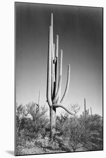 Full view of cactus and surrounding shrubs, In Saguaro National Monument, Arizona, ca. 1941-1942-Ansel Adams-Mounted Art Print