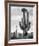 Full view of cactus with others surrounding, Saguaros, Saguaro National Monument, Arizona, ca. 1941-Ansel Adams-Framed Art Print