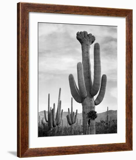 Full view of cactus with others surrounding, Saguaros, Saguaro National Monument, Arizona, ca. 1941-Ansel Adams-Framed Art Print