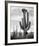 Full view of cactus with others surrounding, Saguaros, Saguaro National Monument, Arizona, ca. 1941-Ansel Adams-Framed Art Print