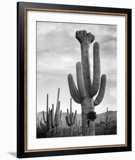 Full view of cactus with others surrounding, Saguaros, Saguaro National Monument, Arizona, ca. 1941-Ansel Adams-Framed Art Print