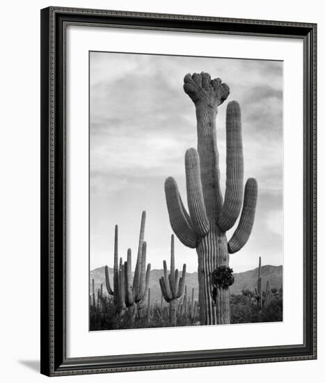 Full view of cactus with others surrounding, Saguaros, Saguaro National Monument, Arizona, ca. 1941-Ansel Adams-Framed Art Print