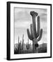 Full view of cactus with others surrounding, Saguaros, Saguaro National Monument, Arizona, ca. 1941-Ansel Adams-Framed Art Print