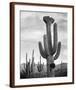Full view of cactus with others surrounding, Saguaros, Saguaro National Monument, Arizona, ca. 1941-Ansel Adams-Framed Art Print