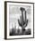 Full view of cactus with others surrounding, Saguaros, Saguaro National Monument, Arizona, ca. 1941-Ansel Adams-Framed Art Print