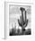 Full view of cactus with others surrounding, Saguaros, Saguaro National Monument, Arizona, ca. 1941-Ansel Adams-Framed Art Print