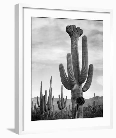 Full view of cactus with others surrounding, Saguaros, Saguaro National Monument, Arizona, ca. 1941-Ansel Adams-Framed Art Print