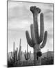 Full view of cactus with others surrounding, Saguaros, Saguaro National Monument, Arizona, ca. 1941-Ansel Adams-Mounted Art Print