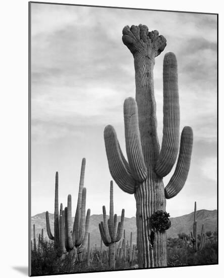 Full view of cactus with others surrounding, Saguaros, Saguaro National Monument, Arizona, ca. 1941-Ansel Adams-Mounted Art Print