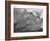 Full View Of Mountain "Going-To-The-Sun Mountain Glacier National Park" Montana. 1933-1942-Ansel Adams-Framed Art Print