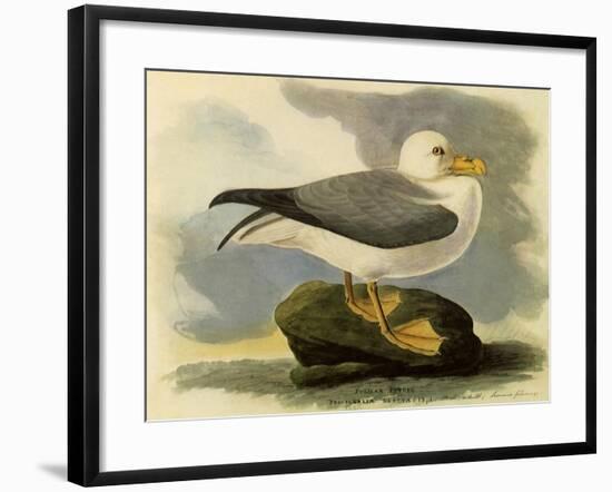 Fulmar-John James Audubon-Framed Giclee Print