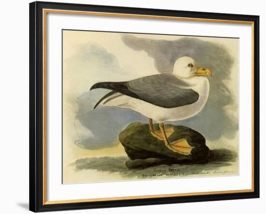 Fulmar-John James Audubon-Framed Giclee Print