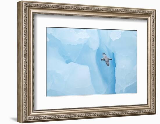 Fulmer (Fulmras Glacialis) In Flight Near Blue Glacier, Svalbard, July-Danny Green-Framed Photographic Print