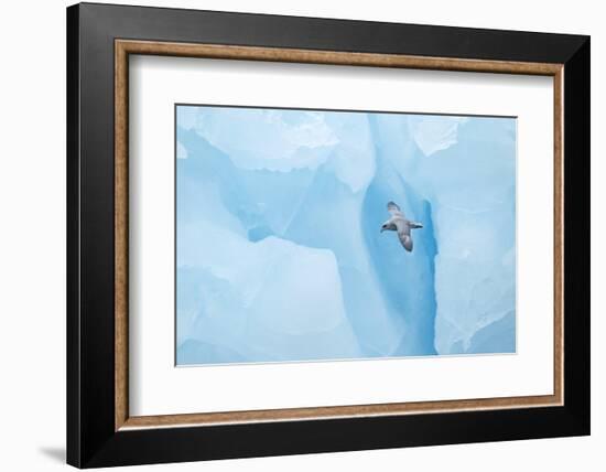 Fulmer (Fulmras Glacialis) In Flight Near Blue Glacier, Svalbard, July-Danny Green-Framed Photographic Print