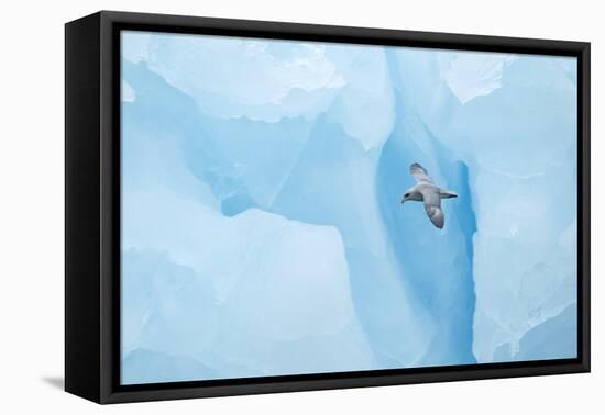 Fulmer (Fulmras Glacialis) In Flight Near Blue Glacier, Svalbard, July-Danny Green-Framed Premier Image Canvas