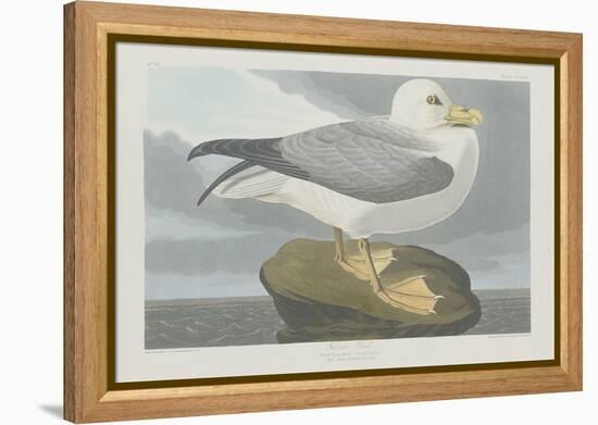 Fulmer Petrel, 1835-John James Audubon-Framed Premier Image Canvas