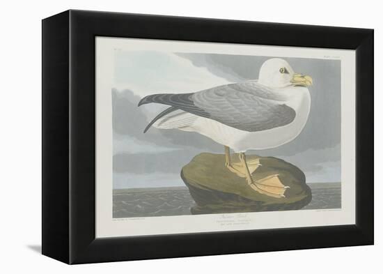 Fulmer Petrel, 1835-John James Audubon-Framed Premier Image Canvas