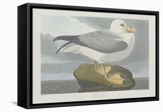 Fulmer Petrel, 1835-John James Audubon-Framed Premier Image Canvas