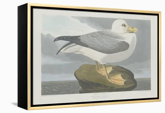 Fulmer Petrel, 1835-John James Audubon-Framed Premier Image Canvas