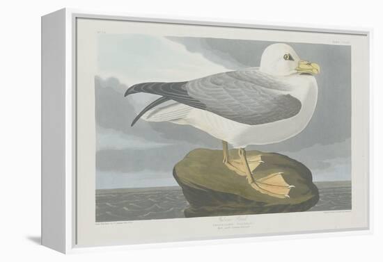 Fulmer Petrel, 1835-John James Audubon-Framed Premier Image Canvas