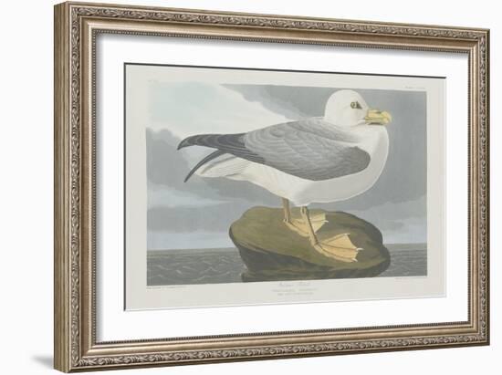 Fulmer Petrel, 1835-John James Audubon-Framed Giclee Print