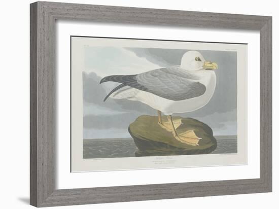 Fulmer Petrel, 1835-John James Audubon-Framed Giclee Print