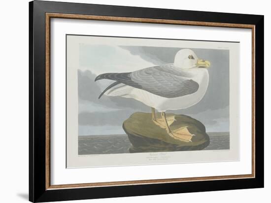 Fulmer Petrel, 1835-John James Audubon-Framed Giclee Print