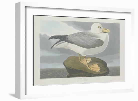 Fulmer Petrel, 1835-John James Audubon-Framed Giclee Print