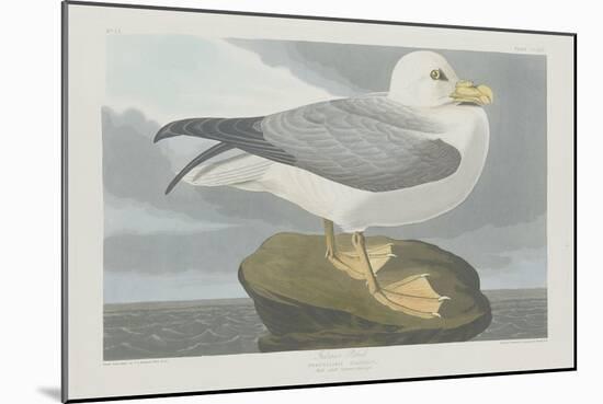 Fulmer Petrel, 1835-John James Audubon-Mounted Giclee Print