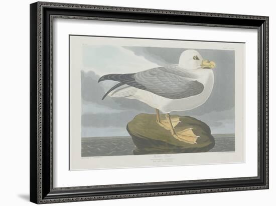 Fulmer Petrel, 1835-John James Audubon-Framed Giclee Print