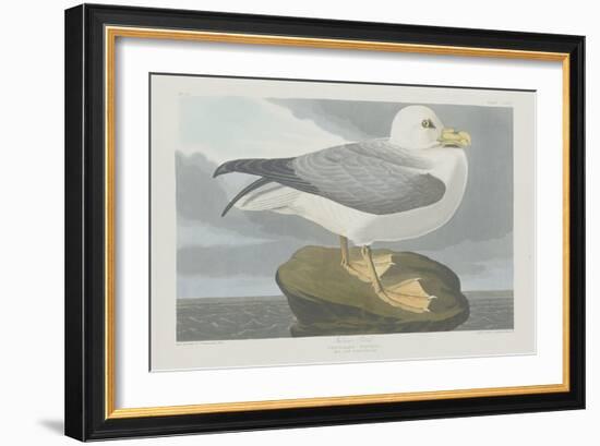 Fulmer Petrel, 1835-John James Audubon-Framed Giclee Print