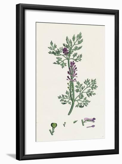 Fumaria Officinalis Common Fumitory-null-Framed Giclee Print