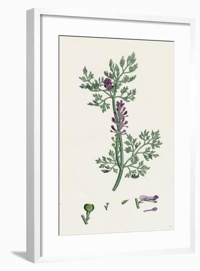 Fumaria Officinalis Common Fumitory-null-Framed Giclee Print