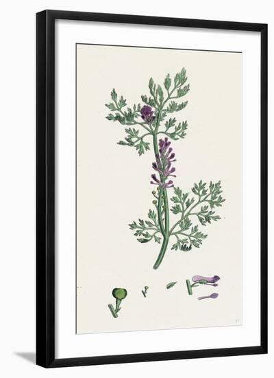 Fumaria Officinalis Common Fumitory-null-Framed Giclee Print