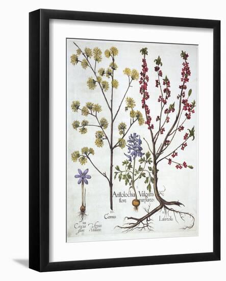 Fumewort, Daphne Mezereum, Cornelian Cherry and Spring Crocus, from 'Hortus Eystettensis', by Basil-German School-Framed Giclee Print