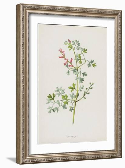 Fumitory (Chromolitho)-Frederick Edward Hulme-Framed Giclee Print