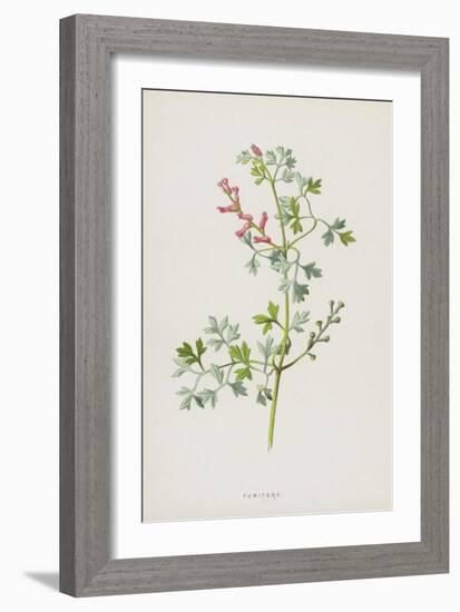 Fumitory (Chromolitho)-Frederick Edward Hulme-Framed Giclee Print