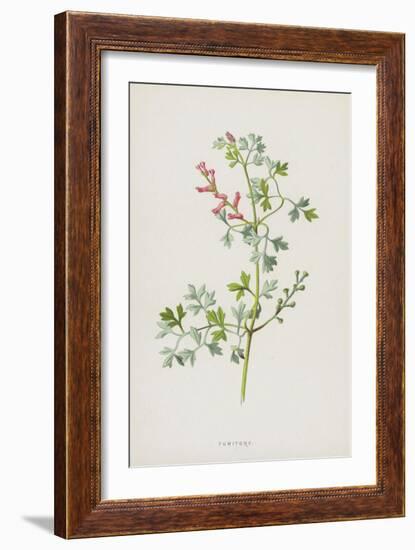 Fumitory (Chromolitho)-Frederick Edward Hulme-Framed Giclee Print