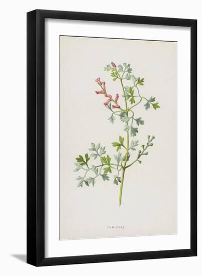 Fumitory (Chromolitho)-Frederick Edward Hulme-Framed Giclee Print