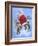 Fun in the Snow-Hal Frenck-Framed Giclee Print