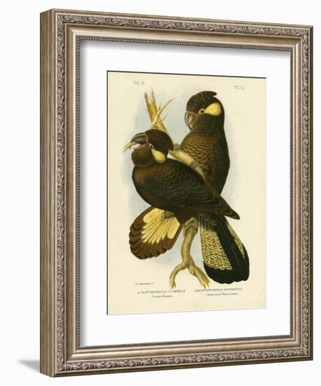 Funereal Cockatoo, 1891-Gracius Broinowski-Framed Giclee Print