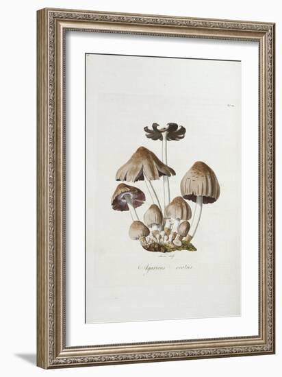 Fungi. Agaricus Ovalus, from 'Flora Londinesis'-William Curtis-Framed Giclee Print