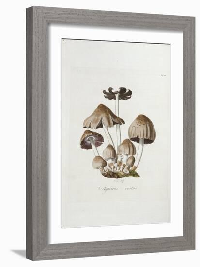 Fungi. Agaricus Ovalus, from 'Flora Londinesis'-William Curtis-Framed Giclee Print