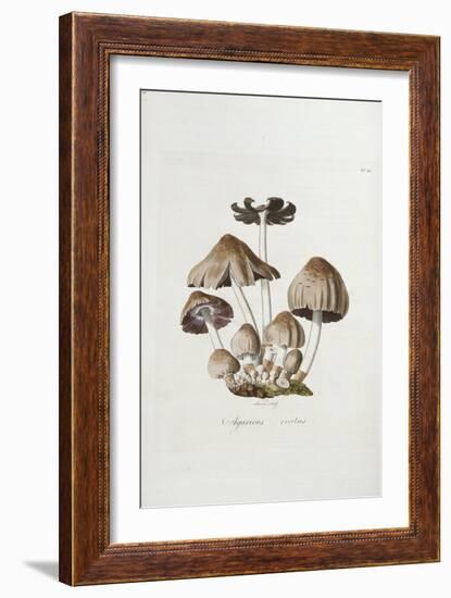 Fungi. Agaricus Ovalus, from 'Flora Londinesis'-William Curtis-Framed Giclee Print