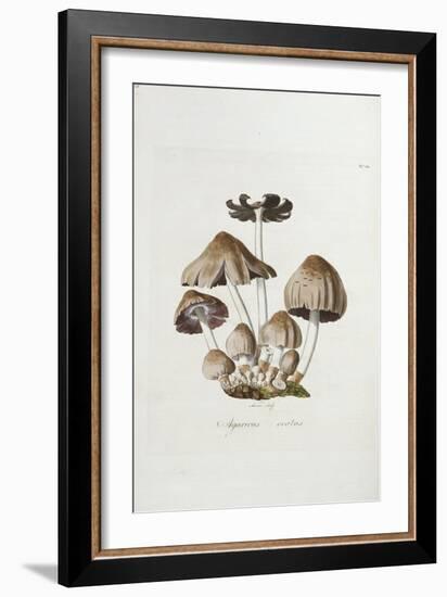 Fungi. Agaricus Ovalus, from 'Flora Londinesis'-William Curtis-Framed Giclee Print