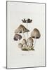 Fungi. Agaricus Ovalus, from 'Flora Londinesis'-William Curtis-Mounted Giclee Print