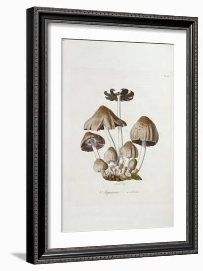 Fungi. Agaricus Ovalus, from 'Flora Londinesis'-William Curtis-Framed Giclee Print